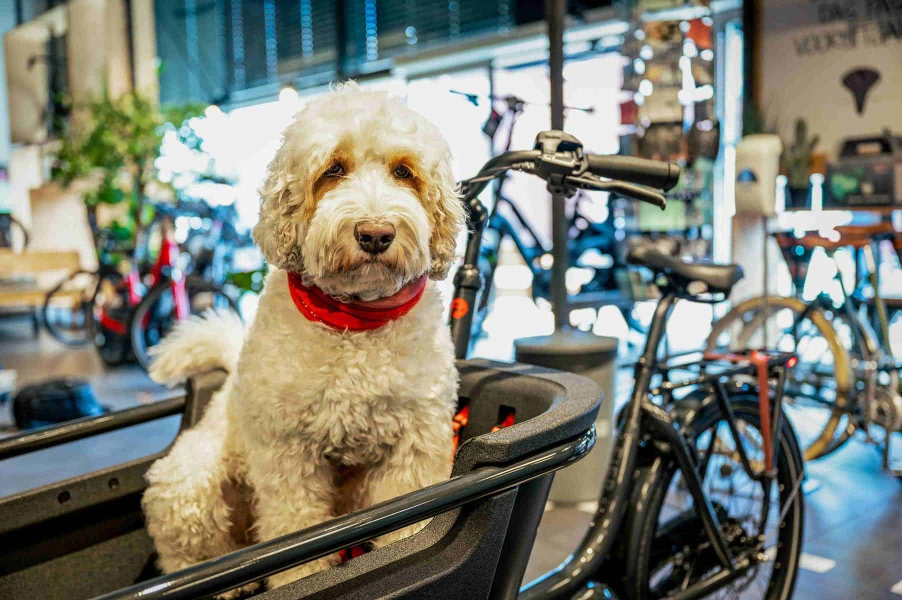 Hond in bakfiets